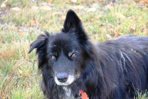 Aldasoro Ranch Now Allows Dogs!