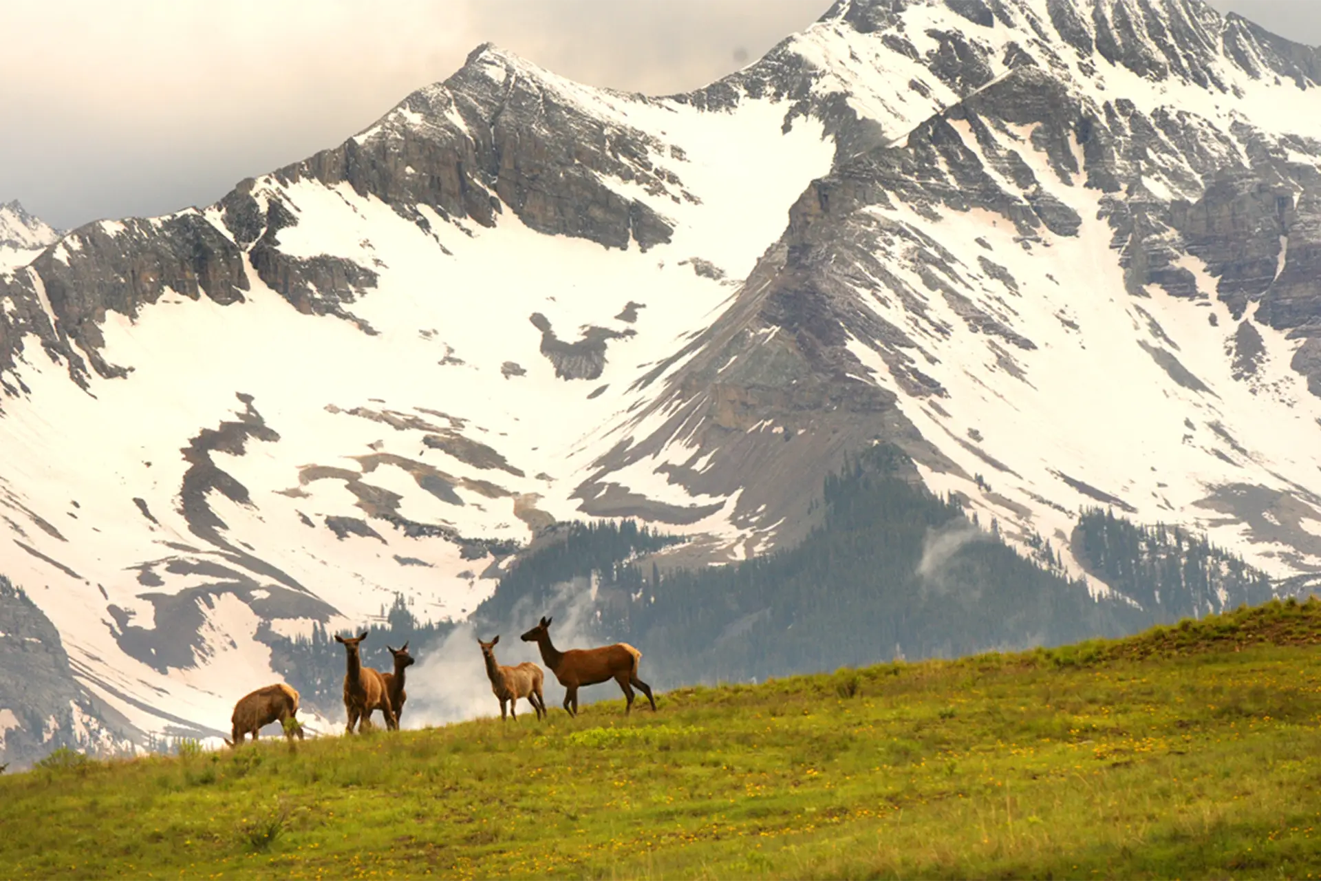 Elk spring wilsons 1920x1280 Elk grazing in a spring meadow with snowy Wilson mountains behind