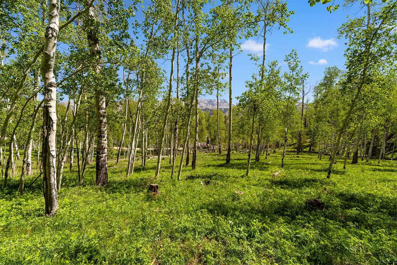 TBD Wapiti Road, Lot 37, Telluride Ski Ranches Verdant spring view of aspen forest on Shimkonis Partners Telluride Ski Ranches area real estate listing, TBD Wapiti Road, Lot 37, with property outline